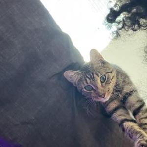 Image of Wesley Stripes, Lost Cat