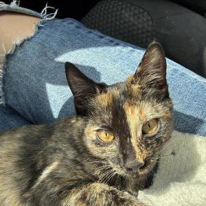 Image of Unknown, Found Cat