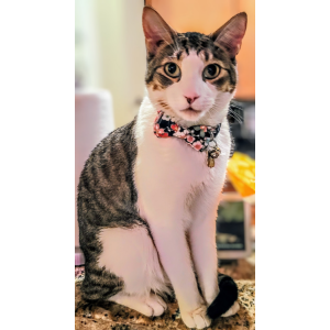 Image of Ari, Lost Cat