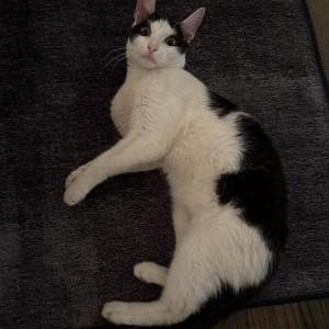Found Cat Unknown