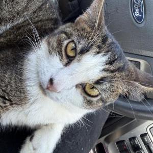 Image of Twinkie, Lost Cat