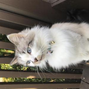 Image of Frankie, Lost Cat