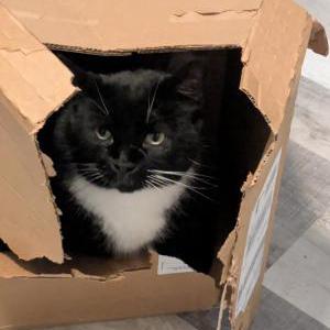 Image of Soos, Lost Cat