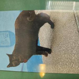 Image of Woodchip, Lost Cat
