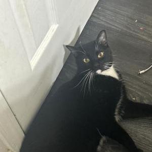 Image of Oreo, Lost Cat