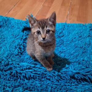 Image of Baby, Lost Cat