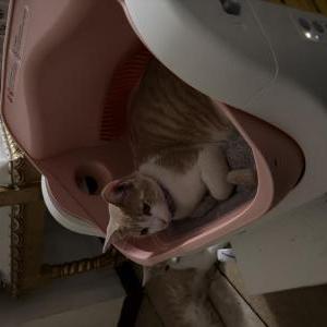 Image of Horchata, Lost Cat