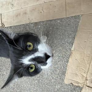 Image of Unknown, Found Cat