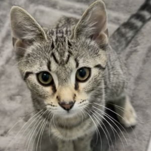 Image of Smoky, Lost Cat