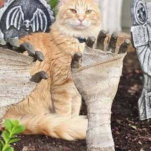 Image of DC, Lost Cat