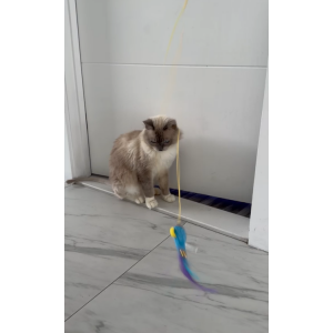 Image of Monero, Lost Cat