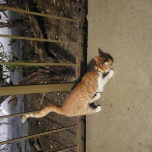 Image of Unknown, Lost Cat