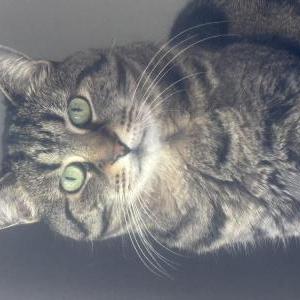 Image of Sushi, Lost Cat