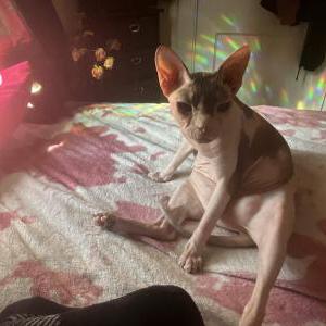 Image of Hecate, Lost Cat