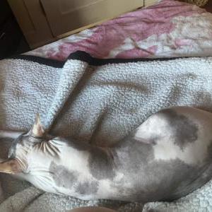 2nd Image of Hecate, Lost Cat