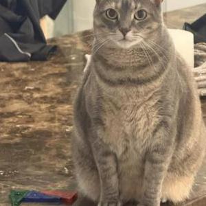 Image of Nermal (Nerm), Lost Cat