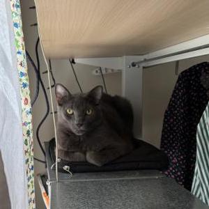 Lost 2 Iggy (Connecticut)