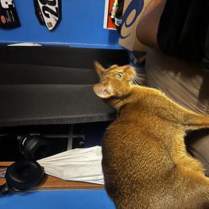 Image of Cinnamon, Lost Cat