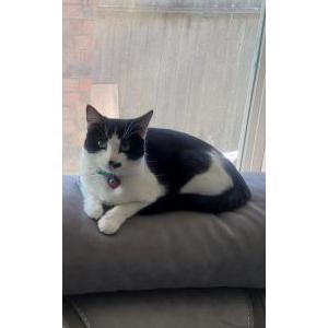 Image of Lolo, Lost Cat