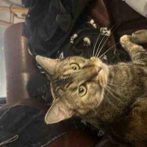 Image of Pebbles, Lost Cat