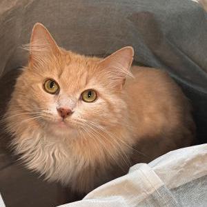 Image of Daisy, Lost Cat