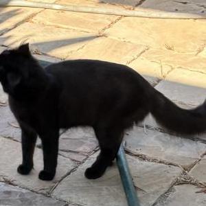 Image of Unknown, Found Cat