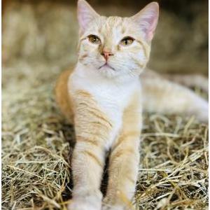 Lost 2 Tabby (Georgia)