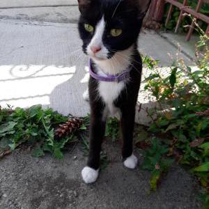 Found Cat unknown