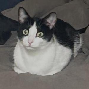 Image of Bullet, Lost Cat