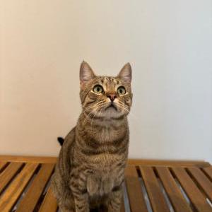 Image of Maui, Lost Cat