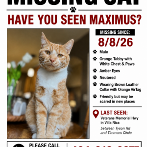 Image of Maximus, Lost Cat