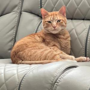 Lost Cat Bandit