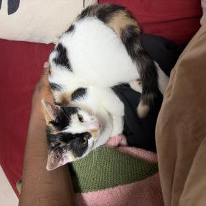 Lost Cat Cali