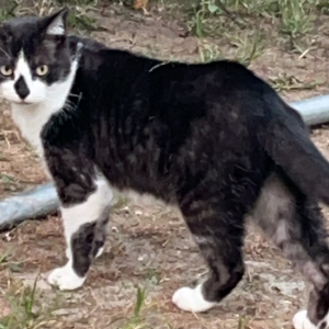 Image of Kiki, Lost Cat