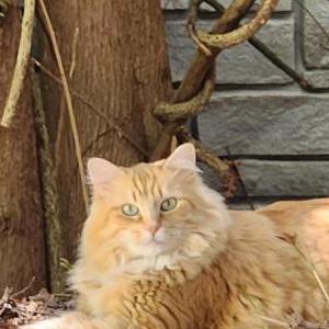 Image of Sunny, Lost Cat