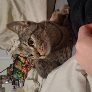 Image of Unknown, Found Cat