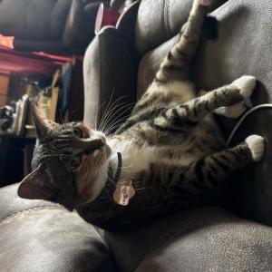 Image of Tyla, Lost Cat