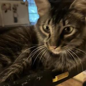 Image of Dakote, Lost Cat