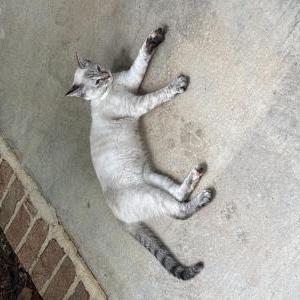 Image of Unknown, Found Cat