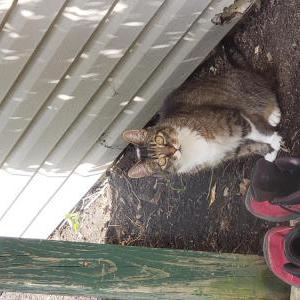 Image of Unkown, Found Cat