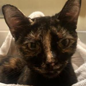Image of Unk, Found Cat