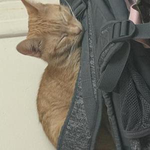 Image of Katsuki, Lost Cat