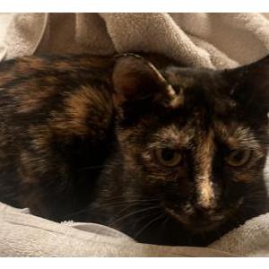 Image of unknown, Found Cat