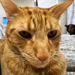 Lost Cat Dexter