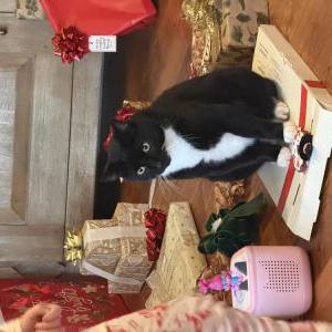 Lost 2 Tubsy (California)