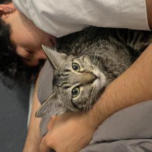 Image of Boba/john, Lost Cat