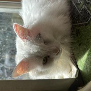 Image of Pickles, Lost Cat