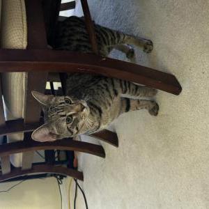 Image of Unknown, Found Cat