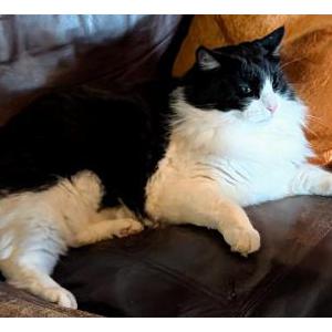 Image of Dabadoo, Lost Cat