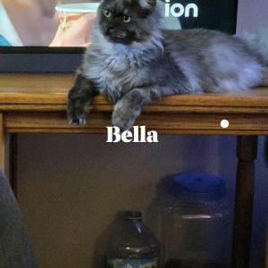 Image of Bella, Lost Cat